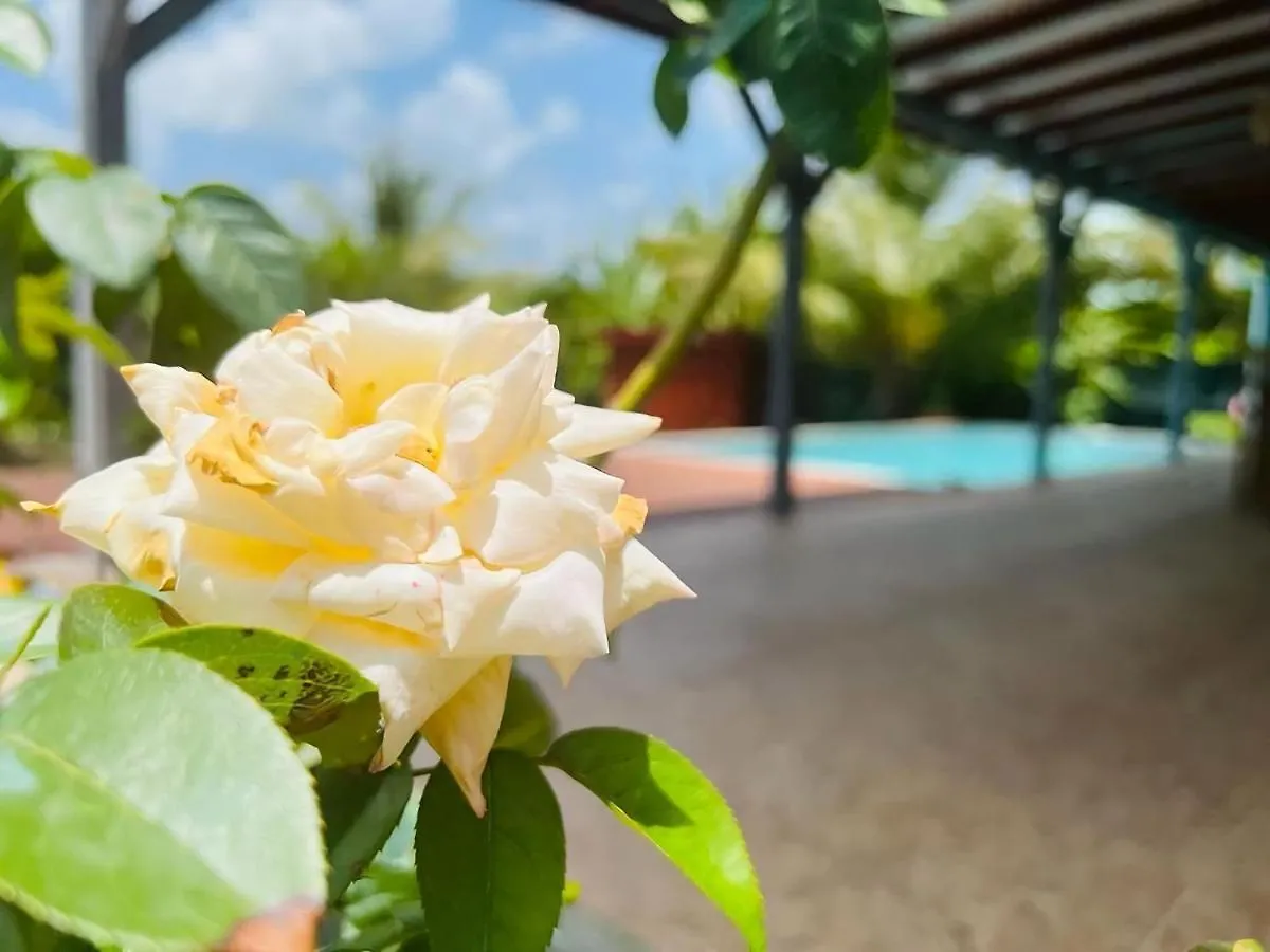 Evasion Tropicale Villa Cosy Avec Piscine Et Bungalow Saint-Louis